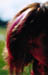 2000-roze-1.jpg