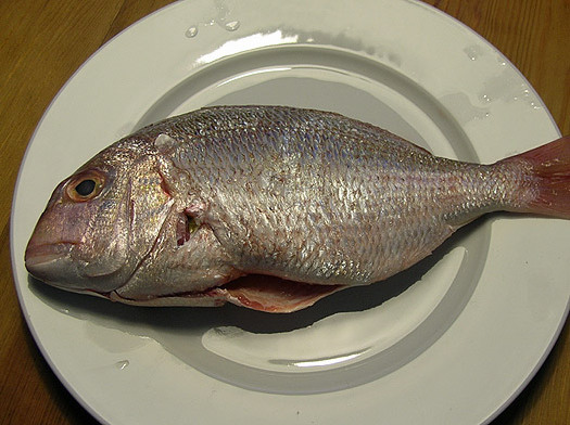 deze dorade is nog niet bereid!